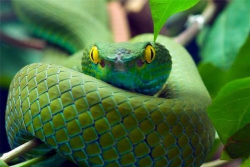 20 loài động vật đã tồn tại trên Trái Đất lâu hơn con người