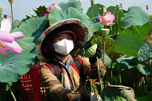 Ngày 17/5, diễn ra hội thảo khoa học cấp quốc tế với chủ đề 'Sen Đồng Tháp: Giá trị văn hóa - Nâng tầm hội nhập'