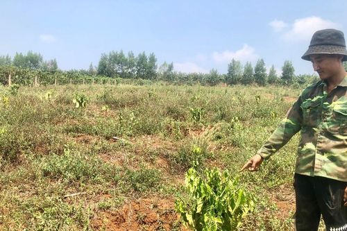 Cây công nghiệp dài ngày khô héo vì thiếu nước tưới