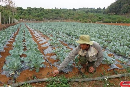 Mai Sơn: Trên 6.080 ha cây trồng bị ảnh hưởng do hạn hán