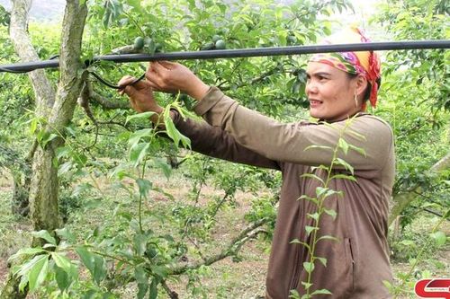 Yên Châu: Ứng phó với thời tiết nắng nóng, nền nhiệt cao