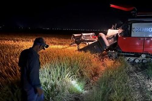 Náo nức ra đồng thu hoạch lúa đêm