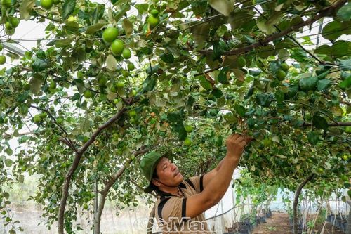 Những nông dân năng động làm giàu