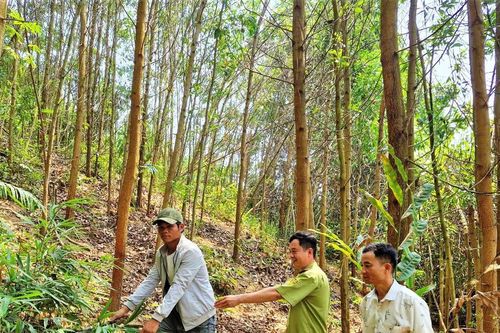 Tăng cường phòng, chống cháy rừng
