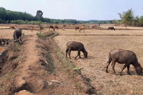 Cục Thủy lợi: hạn hán, thiếu nước sắp kết thúc ở Tây Nguyên, Đông Nam Bộ