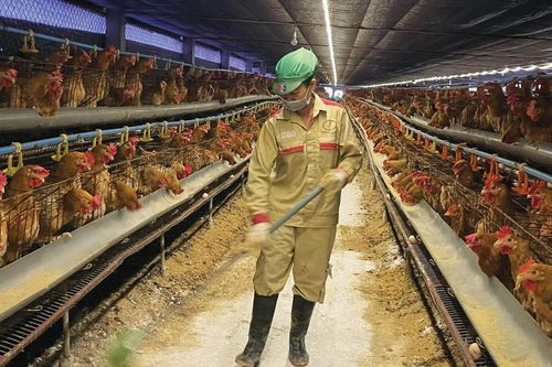 Quy hoạch chăn nuôi trong bối cảnh đô thị hóa nhanh