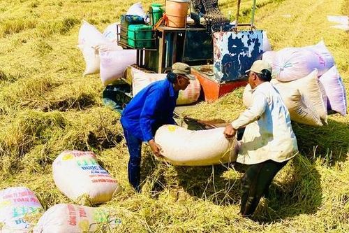 Lợi ích khi đưa thương lái vào tham gia chuỗi giá trị lúa gạo