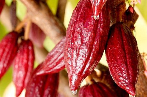 Giá ca-cao lao dốc về mức thấp nhất trong 5 tuần qua