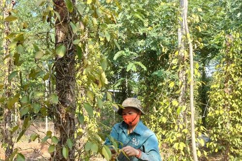 Bình Phước có mưa giải hạn, dân mừng vì cây trồng được cứu