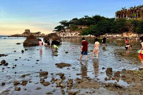 Rạn san hô Hòn Chồng (Nha Trang) nguy cơ bị tàn phá