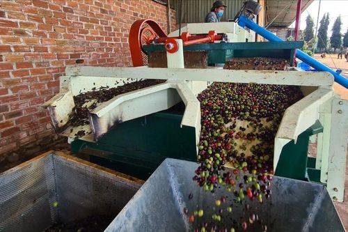 Xuất khẩu cà phê cả nước đạt hơn 2,23 tỷ USD trong 4 tháng đầu năm 2024