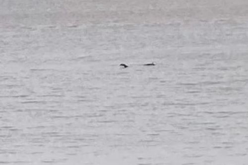 'Quái vật hồ Loch Ness' được nhìn thấy rõ ở cự ly gần