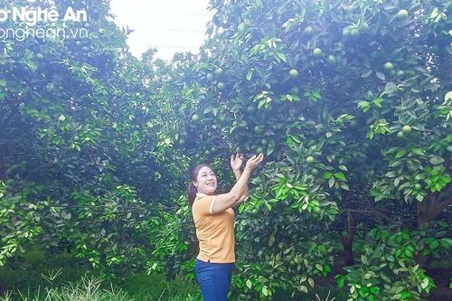 Mưa 'vàng' giải nhiệt, cứu cây trồng ở Nghệ An khỏi khô hạn