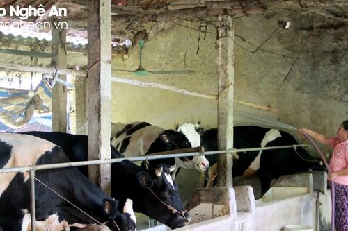 Người chăn nuôi bò sữa ở Nghệ An tìm cách thích ứng với 'tình hình mới'