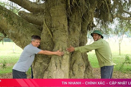 Mục sở thị cây sanh cổ hơn 500 năm tuổi ở Đức Thọ