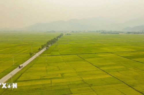 'Mùa vàng' trên cánh đồng lúa lịch sử lớn nhất Tây Bắc