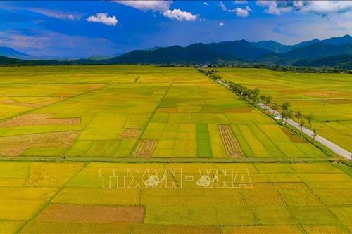Chiêm ngưỡng cánh đồng lúa lớn nhất Tây Bắc