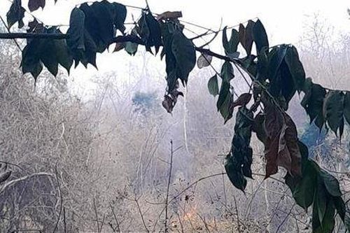 Ninh Thuận huy động lực lượng chữa cháy rừng