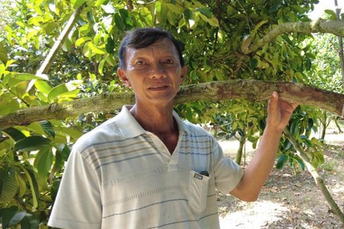 Anh nông dân đút túi tiền tỷ mỗi năm nhờ trồng cây 'ngọt ngào như dòng sữa mẹ'
