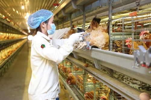Không còn kinh doanh dưới giá vốn, Dabaco báo lãi tăng vọt