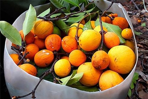 Loại quả xưa có đầy không ai bán, giờ thành đặc sản được dân thành phố 'ưa chuộng', 150.000 đồng/kg