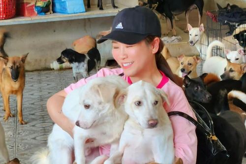 Nữ diễn viên lập mái ấm 1000m2 nuôi 400 con chó bị bỏ rơi, bệnh tật
