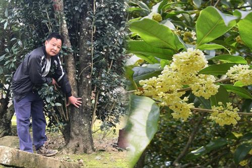 Loài cây có nhiều ở Việt Nam nhưng giá bạc tỷ, đại gia sẵn lòng vác bao tải tiền, gán thêm ô tô để mua