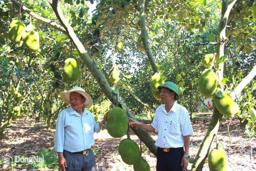 Xây dựng vườn kiểu mẫu cho khu dân cư kiểu mẫu