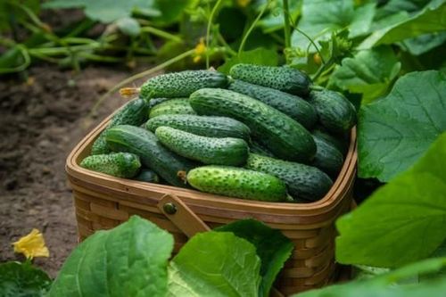 10 loại rau củ quả giải nhiệt mùa hè tốt nhất
