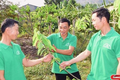 HTX tiêu biểu trong sản xuất nông nghiệp