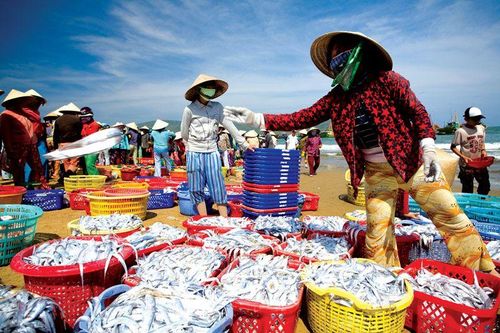 Doanh nghiệp Algeria có nhu cầu nhập khẩu các loại thủy hải sản từ Việt Nam