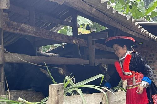 Tăng cường phòng, chống dịch bệnh cho đàn vật nuôi