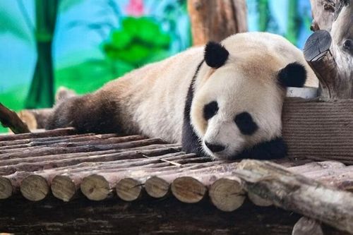 Trung Quốc thông báo gửi cặp gấu trúc khổng lồ trở lại San Diego