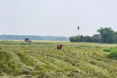 Ba người lái máy gặt lúa bất ngờ bị hành hung