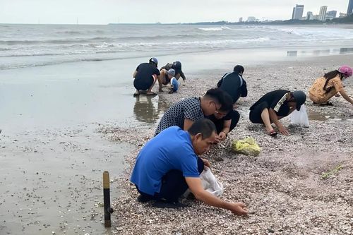 Sò huyết dạt vào kín bờ biển Cửa Lò