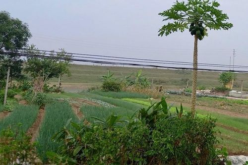 Huyện Phúc Thọ: vướng mắc khiến dự án Cụm công nghiệp Long Xuyên chậm tiến độ