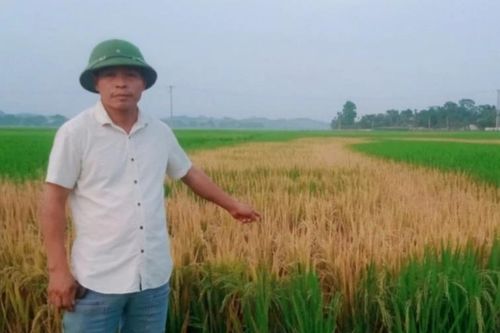 Cần điều tra vụ ruộng lúa chết cháy nghi bị phá hoại tại huyện Thanh Chương