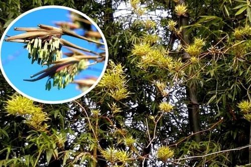 Tre trúc nở hoa có thực là điềm báo tai họa?