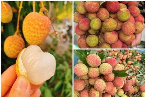 Vải chín sớm hơn 100.000 đồng/kg khách vẫn tấp nập mua