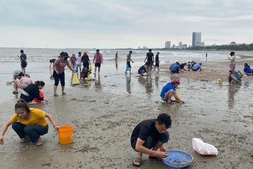 Sò huyết dạt kín bờ biển người dân kéo nhau ra nhặt