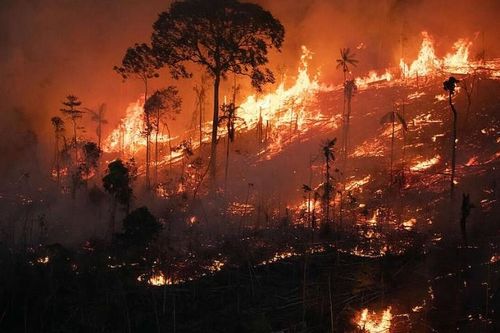 Brazil ghi nhận số lần cháy rừng kỷ lục, một nửa xảy ra ở khu vực Amazon