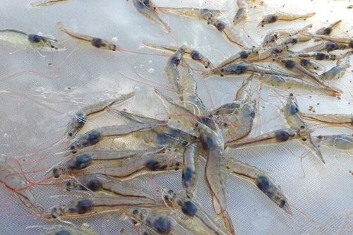 Cà Mau: Tôm thẻ chết sớm nghi mắc bệnh mờ đục trên ấu trùng