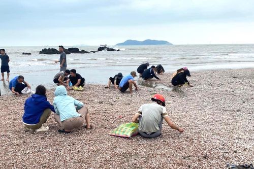'Lộc biển' dạt vào trắng bờ cát, người dân đua nhau nhặt về ăn