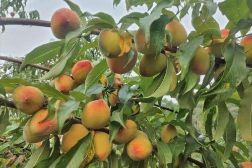 Ngọt ngào mùa đào chín Bắc Hà