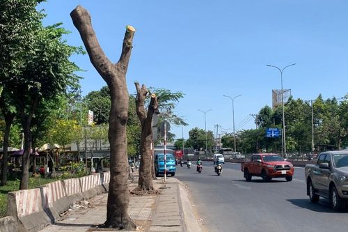 Hàng cây xanh cửa ngõ TP.HCM bị cắt trụi ngọn ngay trong đợt nắng kỷ lục