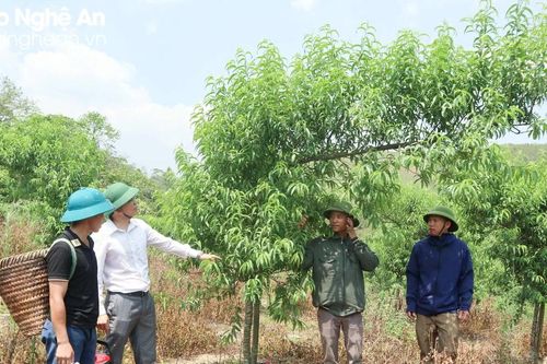 Ngỡ ngàng vườn đào huyền bạc tỷ ở huyện biên giới Nghệ An