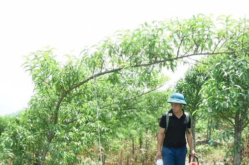 Vườn đào huyền 6 nghìn gốc ở huyện biên giới Nghệ An