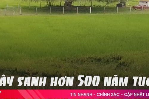 Cây Sanh hơn 500 năm tuổi gắn liền với nhiều sử tích