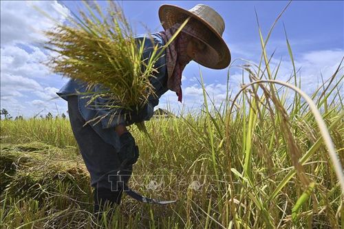 LHQ thúc đẩy vai trò của nữ giới trong lĩnh vực nông nghiệp