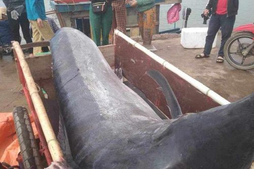 Anh nông dân săn được cá 'khủng' 200kg, có người mang ngay 16 triệu đồng đến đổi